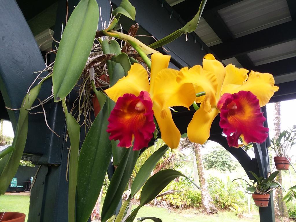 Island Goode'S - Luxury Adult Only Accommodation Near Hilo Papaikou Exterior foto