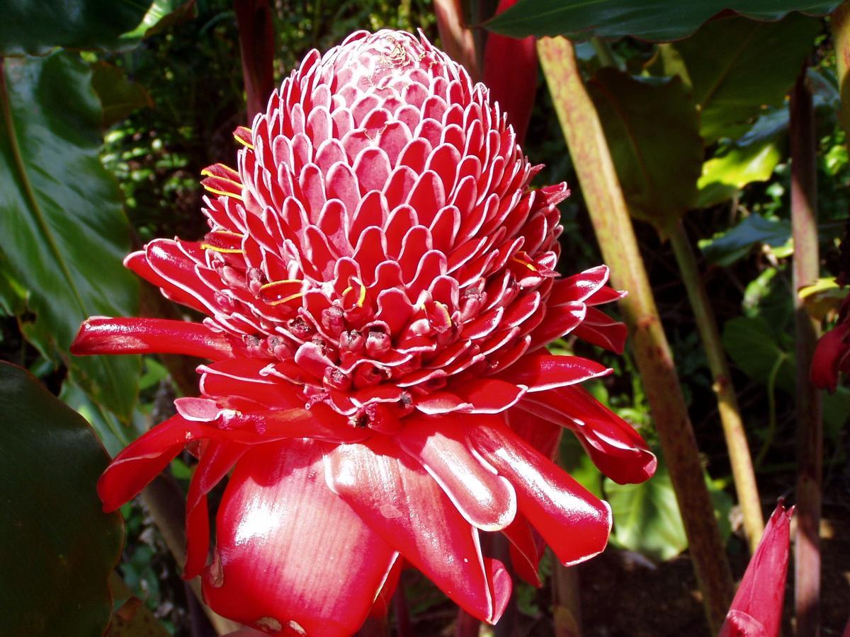 Island Goode'S - Luxury Adult Only Accommodation Near Hilo Papaikou Exterior foto