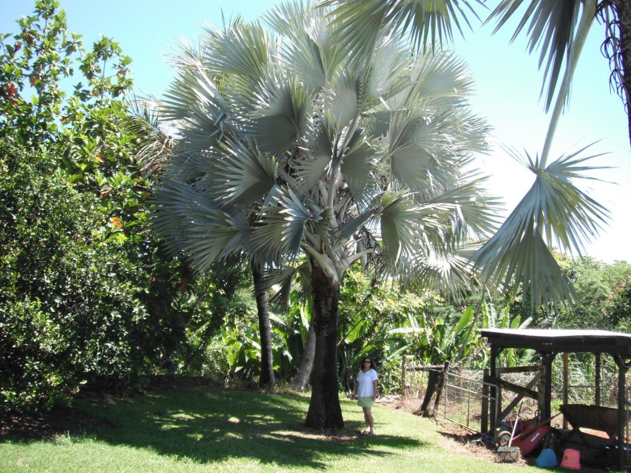 Island Goode'S - Luxury Adult Only Accommodation Near Hilo Papaikou Exterior foto
